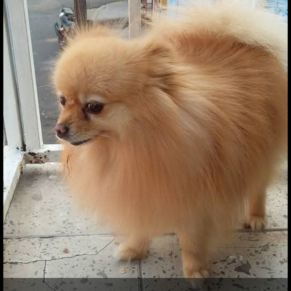 cartel de perro perdido