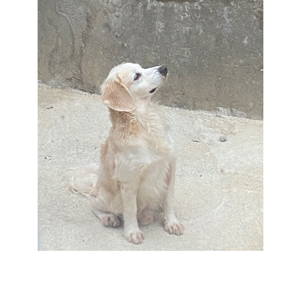 cartel de perro perdido