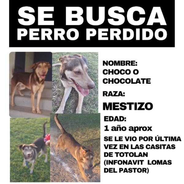 cartel de perro perdido