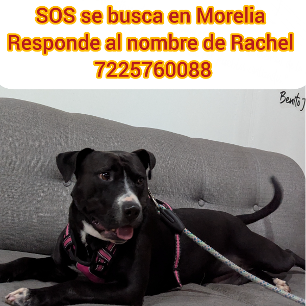 cartel de perro perdido