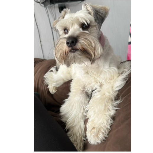 cartel de perro perdido