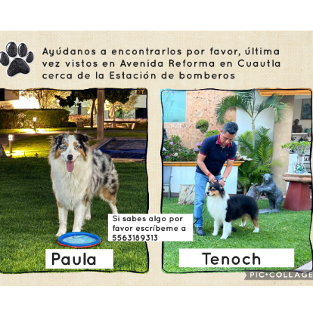 cartel de perro perdido