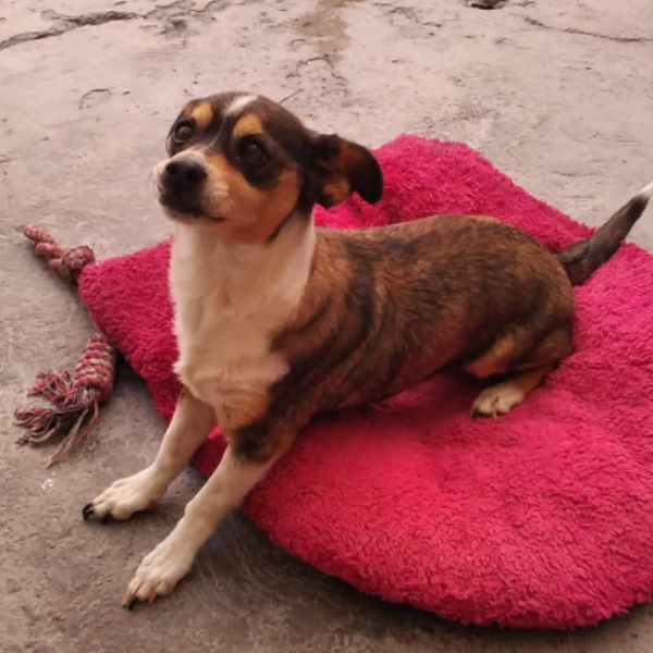 cartel de perro perdido