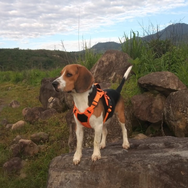 cartel de perro perdido