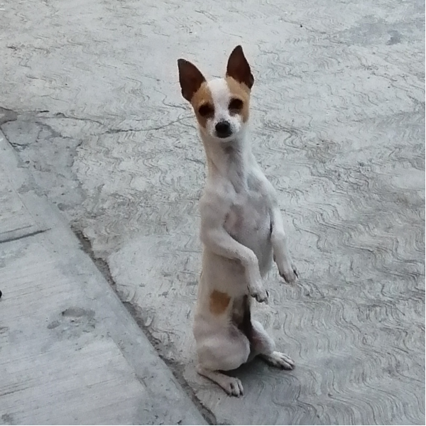 cartel de perro perdido