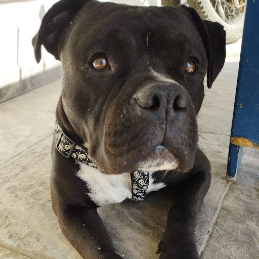 cartel de perro perdido