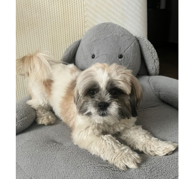 cartel de perro perdido