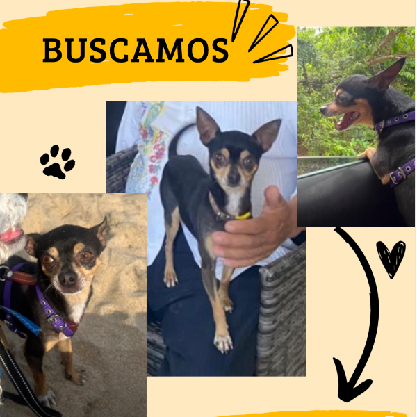 cartel de perro perdido