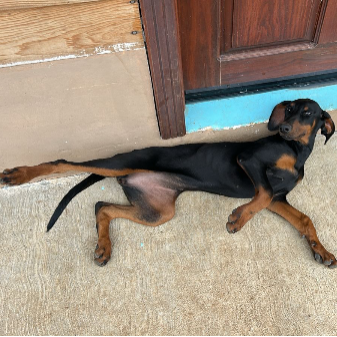 cartel de perro perdido