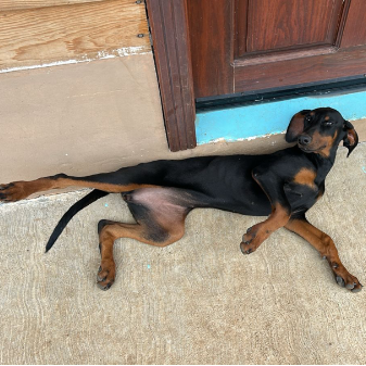 cartel de perro perdido