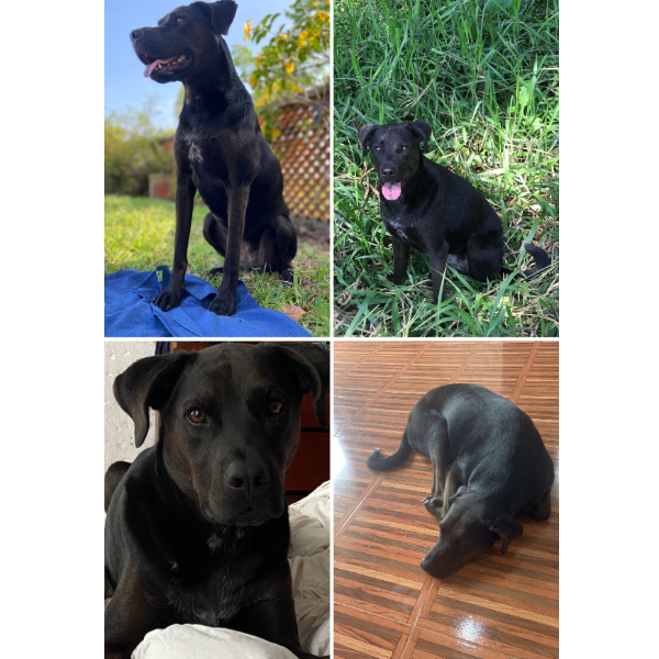 cartel de perro perdido