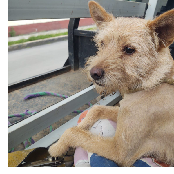 cartel de perro perdido