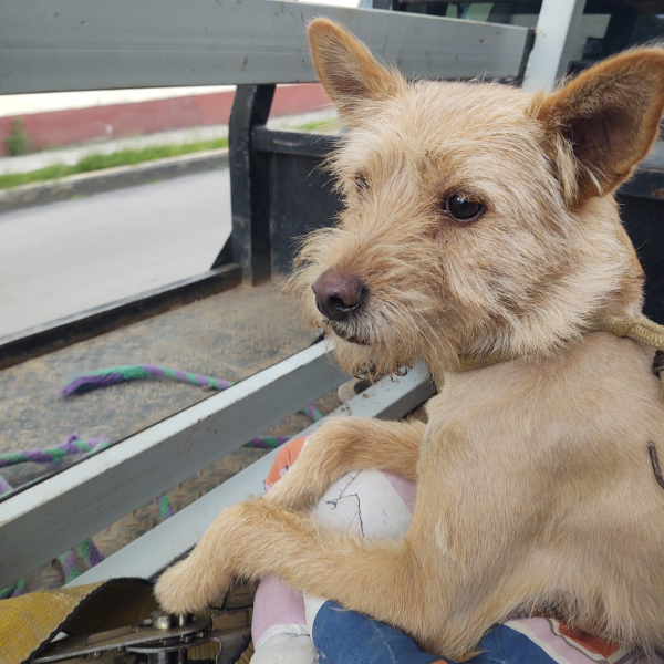 cartel de perro perdido