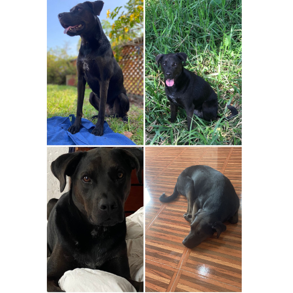 cartel de perro perdido