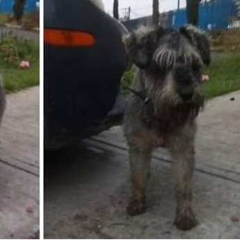 cartel de perro perdido