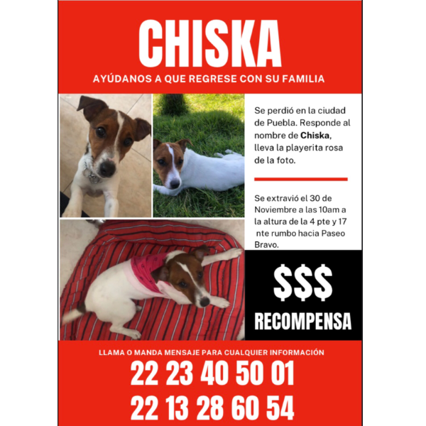 cartel de perro perdido