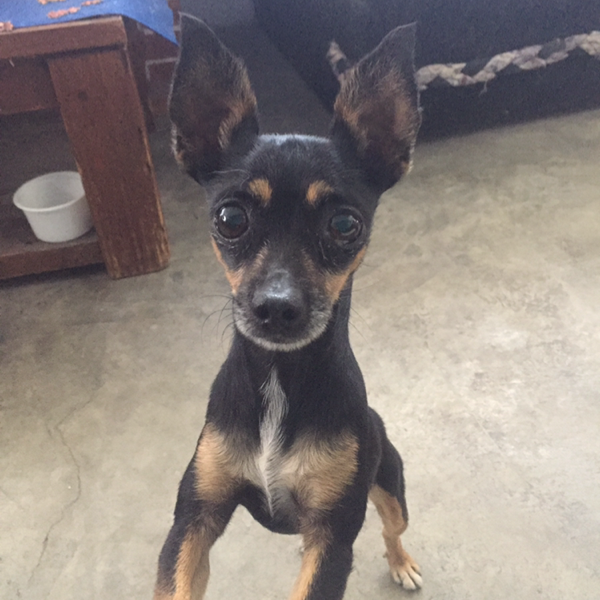 cartel de perro perdido