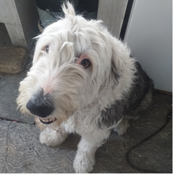 cartel de perro perdido