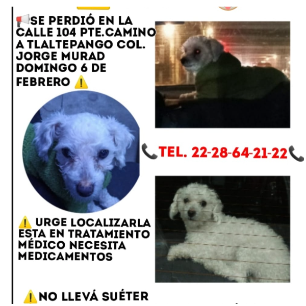 cartel de perro perdido