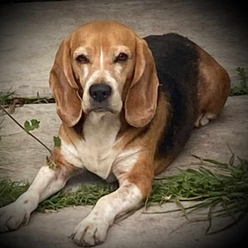 cartel de perro perdido