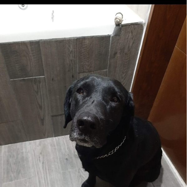 cartel de perro perdido