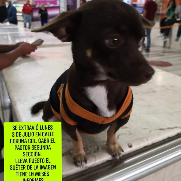 cartel de perro perdido