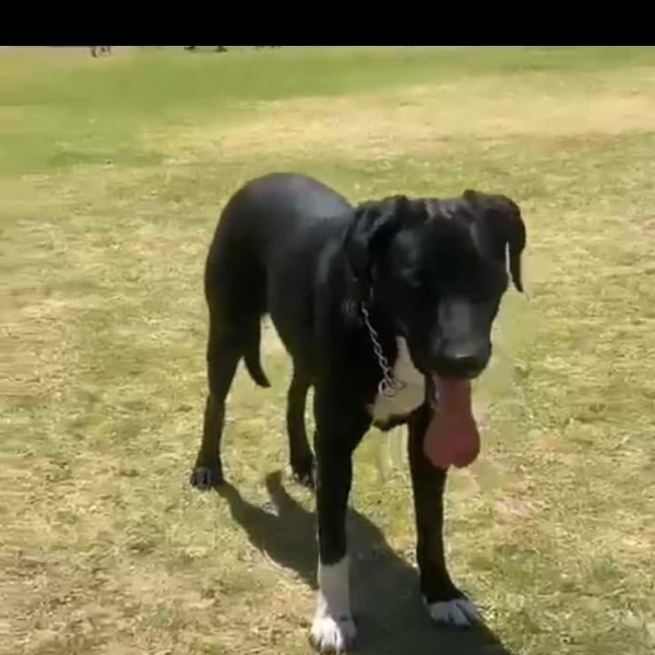 cartel de perro perdido