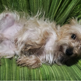 cartel de perro perdido