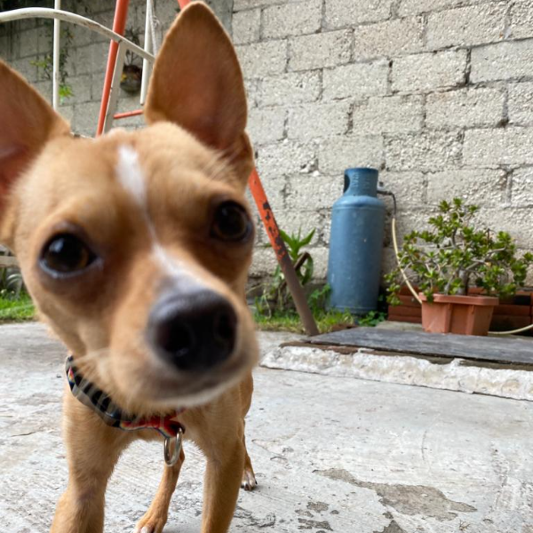 cartel de perro perdido