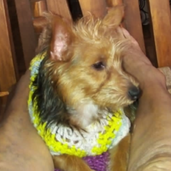 cartel de perro perdido