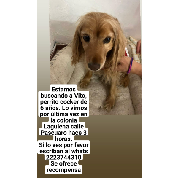 cartel de perro perdido
