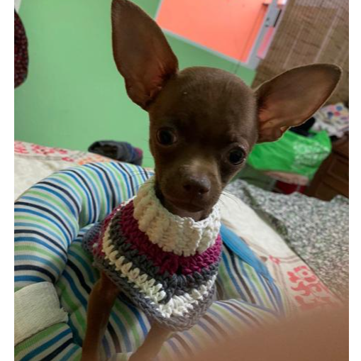 cartel de perro perdido