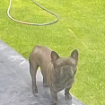 cartel de perro perdido