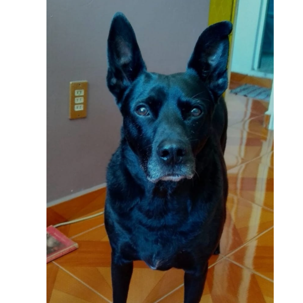 cartel de perro perdido