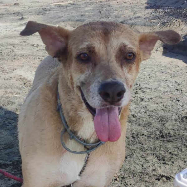 cartel de perro perdido