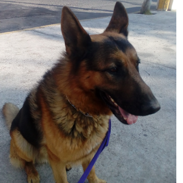 cartel de perro perdido