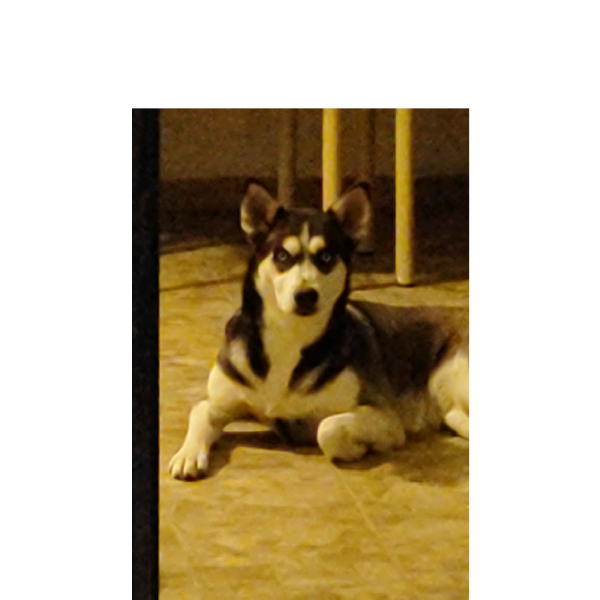 cartel de perro perdido