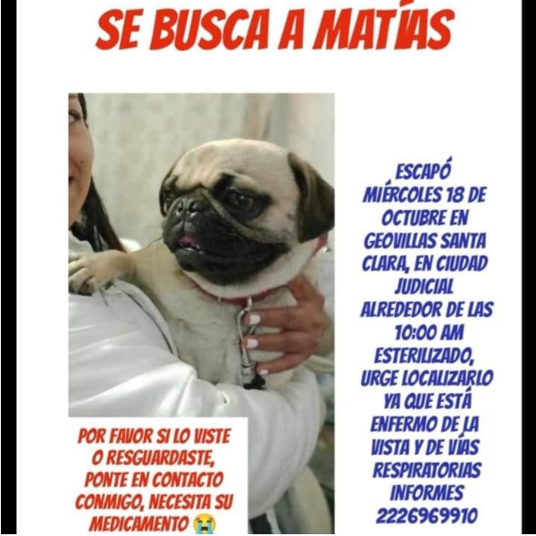 cartel de perro perdido