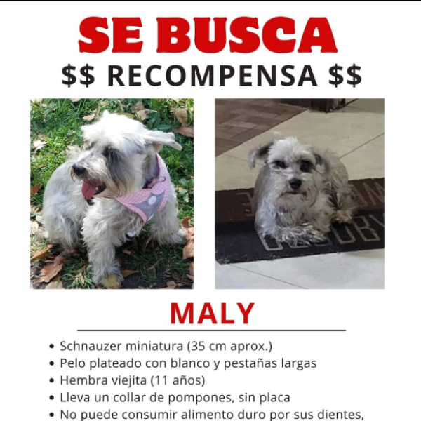 cartel de perro perdido