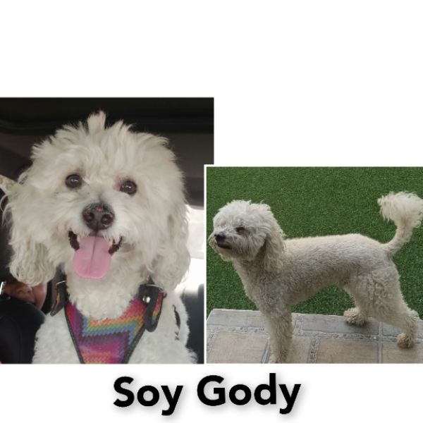 cartel de perro perdido