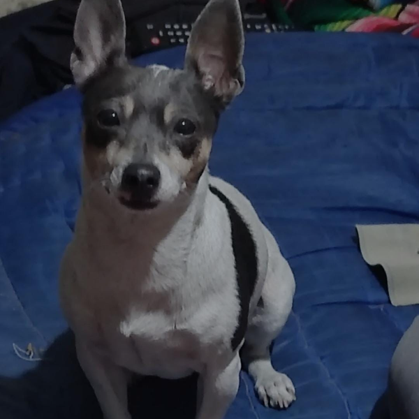 cartel de perro perdido