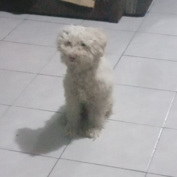 cartel de perro perdido