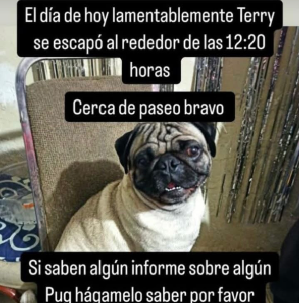 cartel de perro perdido