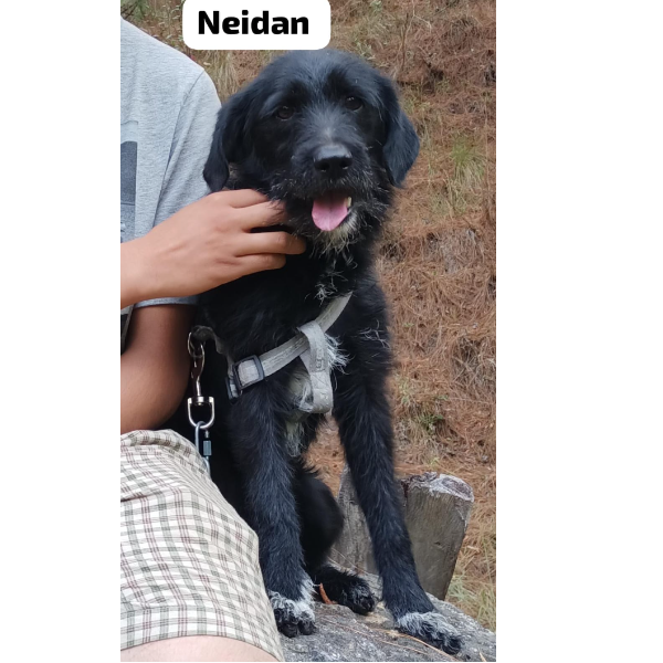 cartel de perro perdido