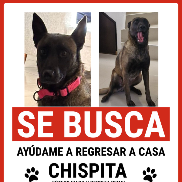 cartel de perro perdido