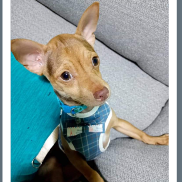 cartel de perro perdido