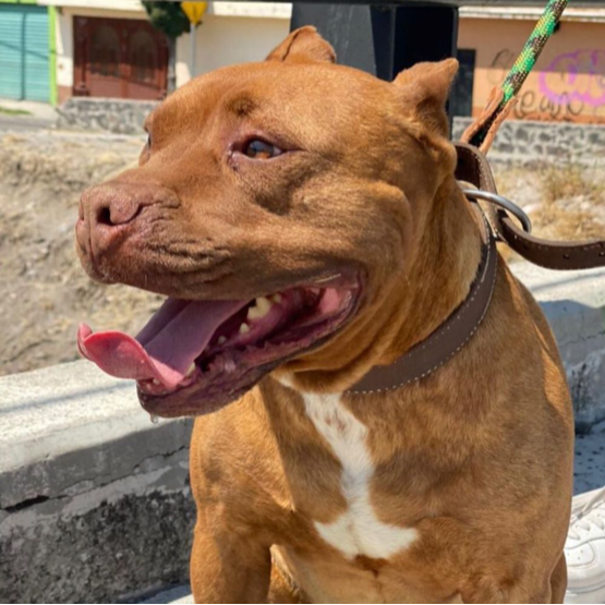 cartel de perro perdido