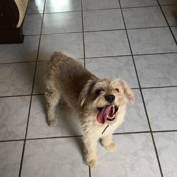 cartel de perro perdido