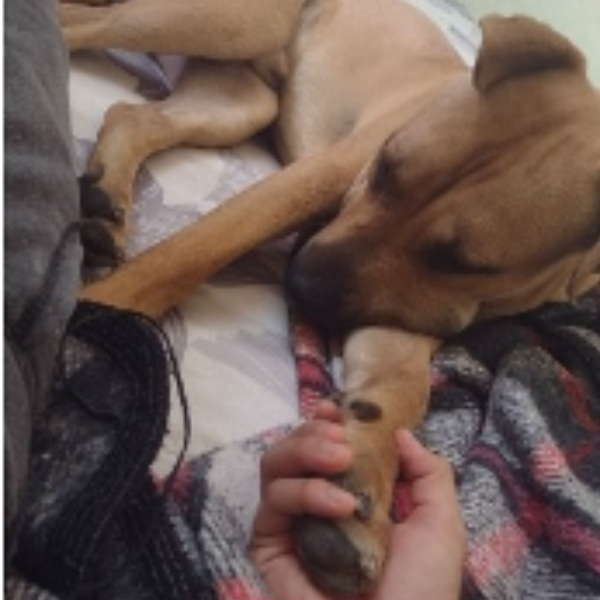 cartel de perro perdido