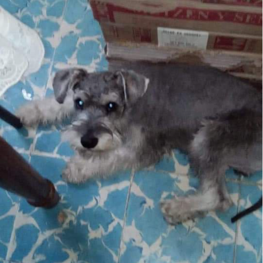 cartel de perro perdido